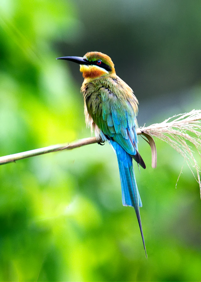 Blue-tailed Bee-eater